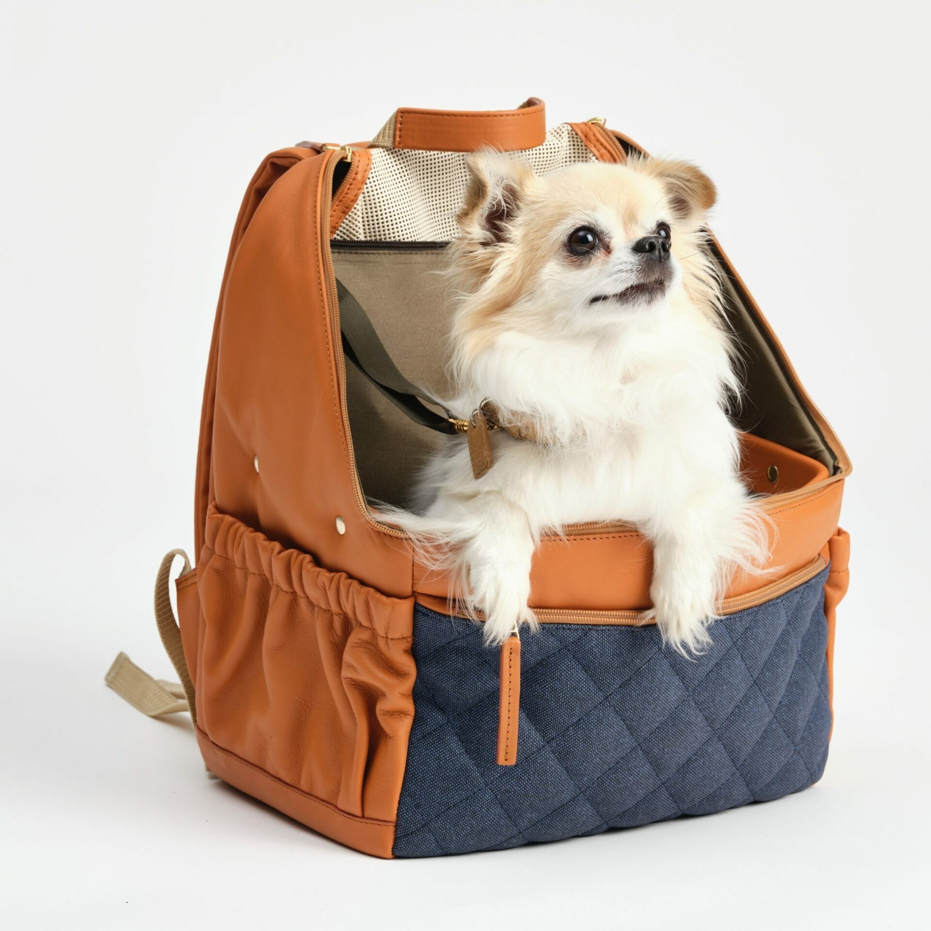 Moqo Les Chis hondjes 02 06 20210258